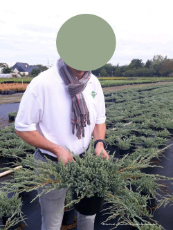 JUNIPERUS squamata BLUE CARPET En pot de 4-5 litres