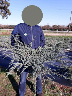 JUNIPERUS squamata BLUE CARPET En pot de 10-12 litres