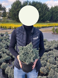 JUNIPERUS squamata BLUE STAR En pot de 4-5 litres