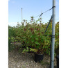 LEYCESTERIA formosa En pot de 15-20 litres