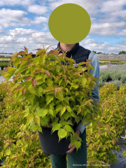LEYCESTERIA formosa GOLDEN LANTERNS En pot de 10-12 litres