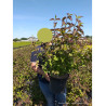 LEYCESTERIA formosa PURPLE RAIN En pot de 10-12 litres