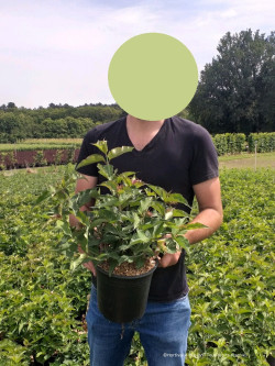 LEYCESTERIA formosa PURPLE RAIN En pot de 4-5 litres