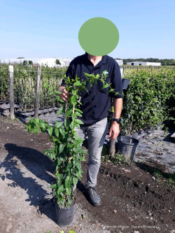 LONICERA japonica HALLIANA En pot de 4-5 litres