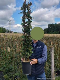 LONICERA japonica chinensis En pot de 4-5 litres