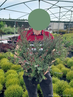 LONICERA nitida GARDEN CLOUDS GREEN BREEZE En pot de 4-5 litres