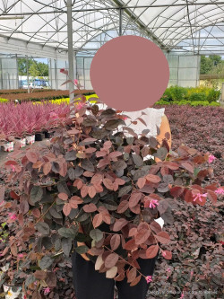 LOROPETALUM chinense BLACK Pearl En pot de 10-12 litres forme buisson