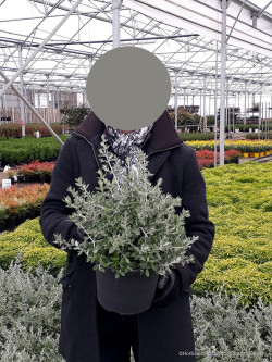 TEUCRIUM fruticans En pot de 4-5 litres