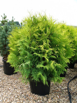 THUJA occidentalis GOLDEN GLOBE En pot de 25-30 litres