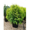 THUJA occidentalis GOLDEN GLOBE En pot de 25-30 litres