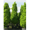 CARPINUS betulus MONUMENTALIS
