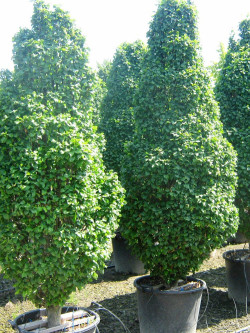 CARPINUS betulus MONUMENTALIS