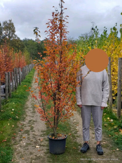 CARPINUS betulus ORANGE RETZ En pot de 15-20 litres forme baliveau