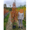 CARPINUS betulus ORANGE RETZ En pot de 15-20 litres forme baliveau