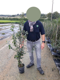 CARPINUS betulus ORANGE RETZ En pot de 4-5 litres