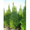 CARPINUS betulus FASTIGIATA