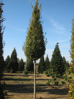 CARPINUS betulus FASTIGIATA