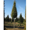 CARPINUS betulus FASTIGIATA