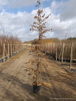 CARPINUS betulus En pot de 15-20 litres forme baliveau