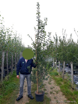 CARPINUS betulus En pot de 25-30 litres forme baliveau