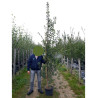 CARPINUS betulus En pot de 25-30 litres forme baliveau