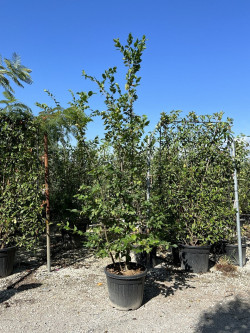 CARPINUS betulus En pot 35-50 litres forme cépée