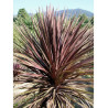 CORDYLINE australis RED STAR