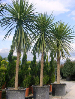 CORDYLINE australis