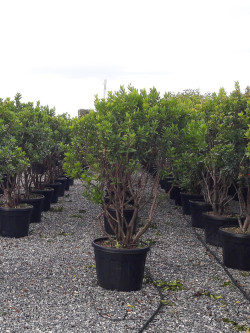 ARBUTUS unedo En pot de 70-90 litres forme cépée