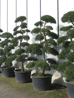 ILEX crenata KINME