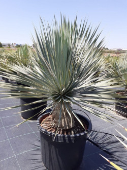 YUCCA Rostrata