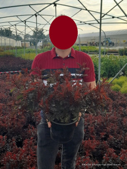 PHYSOCARPUS opulifolius ALL BLACK En pot de 4-5 litres