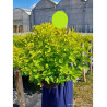 PHYSOCARPUS opulifolius ANGEL GOLD En pot de 10-12 litres
