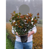PHYSOCARPUS opulifolius DIABLE D'OR En pot de 4-5 litres