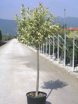 Topiaire (Plante taillée) - LIGUSTRUM japonicum EXCELSUM SUPERBUM (Troène du Japon panaché)