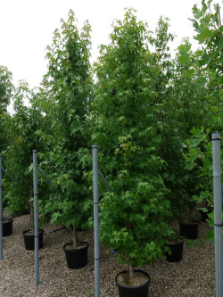 LIQUIDAMBAR styraciflua En pot de 35-50 litres forme tige ramifiée