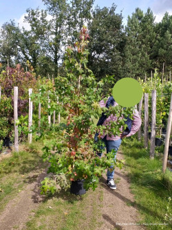 LIQUIDAMBAR styraciflua En pot de 15-20 litres forme baliveau