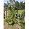 LIQUIDAMBAR styraciflua En pot de 15-20 litres forme baliveau
