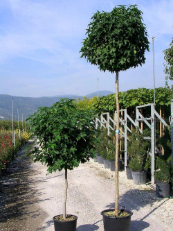 LIQUIDAMBAR styraciflua GUMBALL En pot de 35-50 litres forme tige hauteur du tronc 180-200 cm