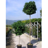 LIQUIDAMBAR styraciflua GUMBALL En pot de 35-50 litres forme tige hauteur du tronc 180-200 cm