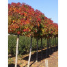 LIQUIDAMBAR styraciflua GUMBALL