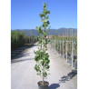 LIRIODENDRON tulipifera FASTIGIATUM En pot de 15-20 litres forme forme baliveau