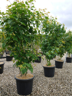 ACER davidii En pot de 35-50 litres forme cépée