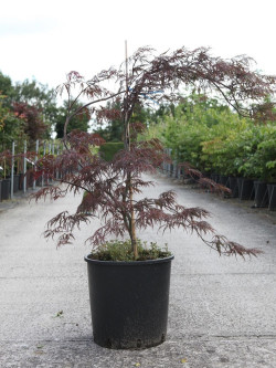 ACER palmatum DISSECTUM GARNET En pot de 10-12 litres