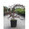 ACER palmatum DISSECTUM GARNET En pot de 10-12 litres