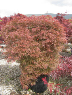 ACER palmatum DISSECTUM GARNET En pot de 50-70 litres