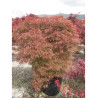 ACER palmatum DISSECTUM GARNET En pot de 50-70 litres