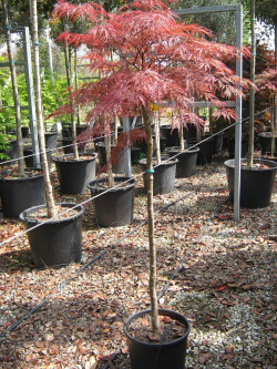 ACER palmatum DISSECTUM GARNET En pot 15-20 litres forme tige hauteur du tronc 090-110 cm