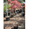 ACER palmatum DISSECTUM GARNET En pot 15-20 litres forme tige hauteur du tronc 090-110 cm