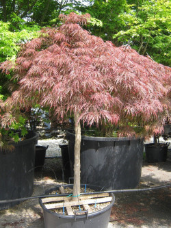 ACER palmatum DISSECTUM GARNET En pot 50-70 litres forme tige hauteur du tronc 090-110 cm